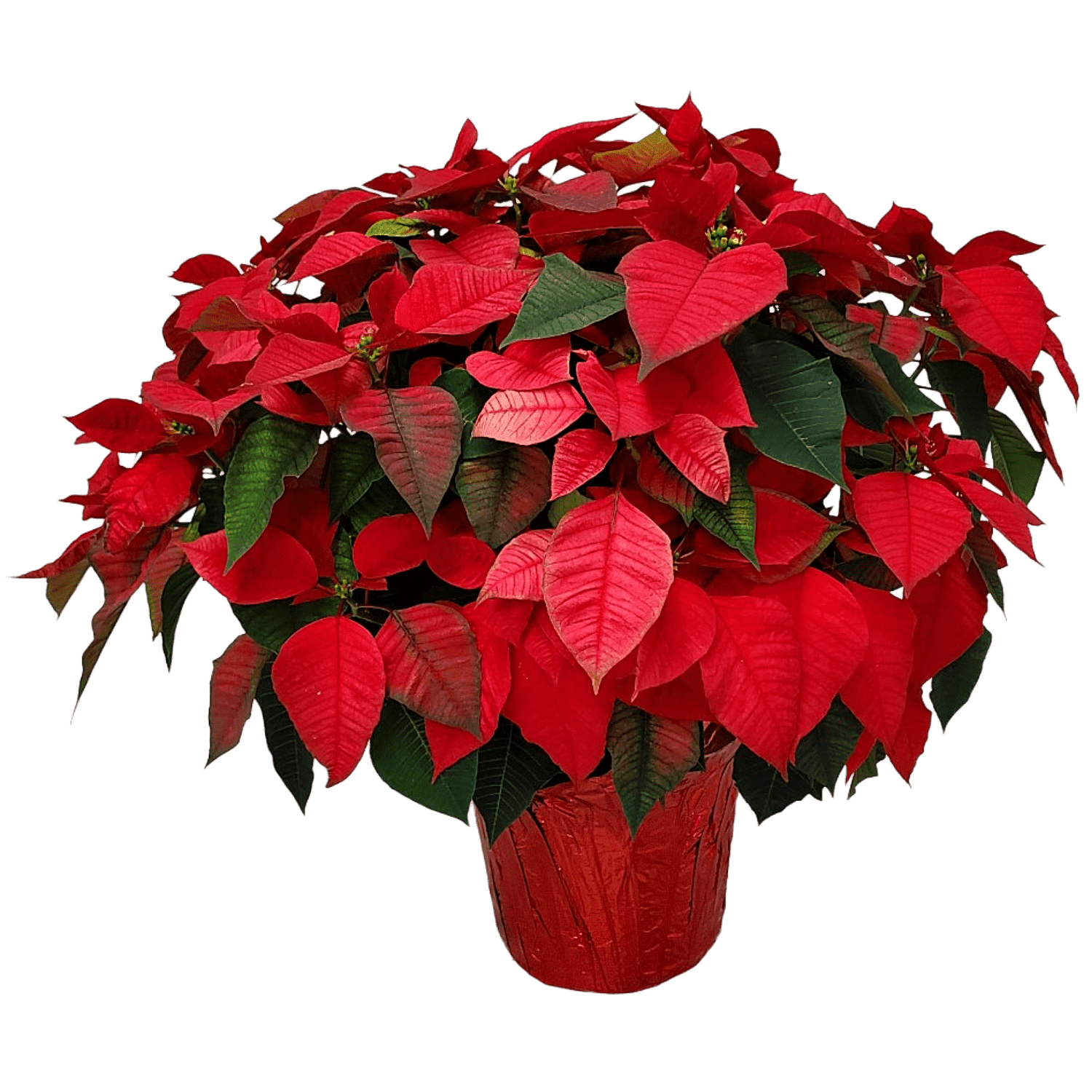 Tropical Plants of Florida 22" to 28" Red Poinsettia Plant with Red Planter Cover; Holiday Plant, Christmas Decorations, Thanksgiving Decor
