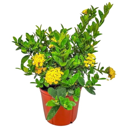 Tropical Plants of Florida 22" to 28" Yellow Maui Ixora Bush; Full Sunlight, Growers Pot