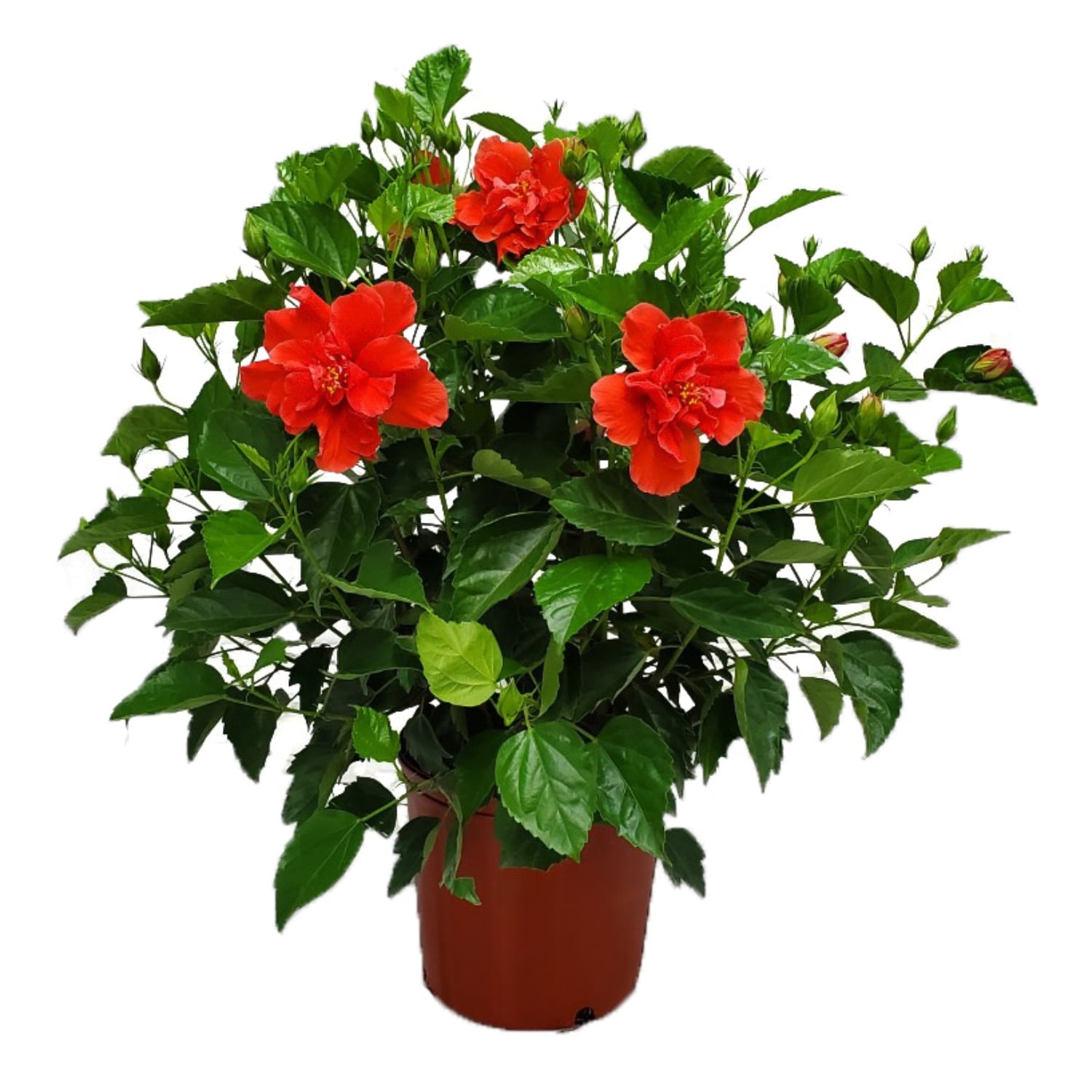 Tropical Plants of Florida 24" to 28" Live Double Red Hibiscus Bush; Full Sunlight, Outdoor Plant