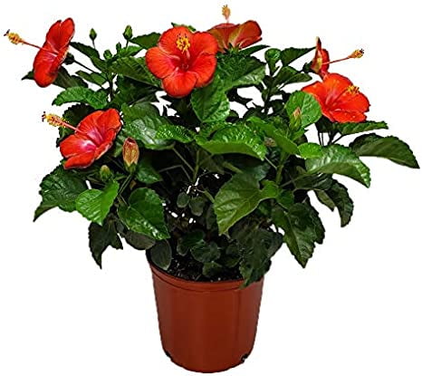 Tropical Plants of Florida 24" to 28" Red Hibiscus Bush Plant; Full Sunlight, Outdoor Plant, Growers Pot