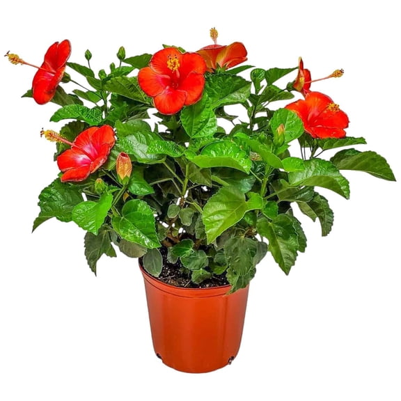 Tropical Plants of Florida 24" to 28" Red Hibiscus Bush Plant; Full Sunlight, Outdoor Plant, Growers Pot