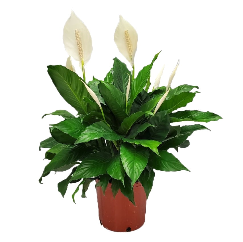 Tropical Plants of Florida 24" to 28" Spathiphylum Peace Lily; Partial Sunlight, White Flowers, Growers Planter