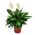 thumbnail image 1 of Tropical Plants of Florida 24" to 28" Spathiphylum Peace Lily; Partial Sunlight, White Flowers, Growers Planter, 1 of 5