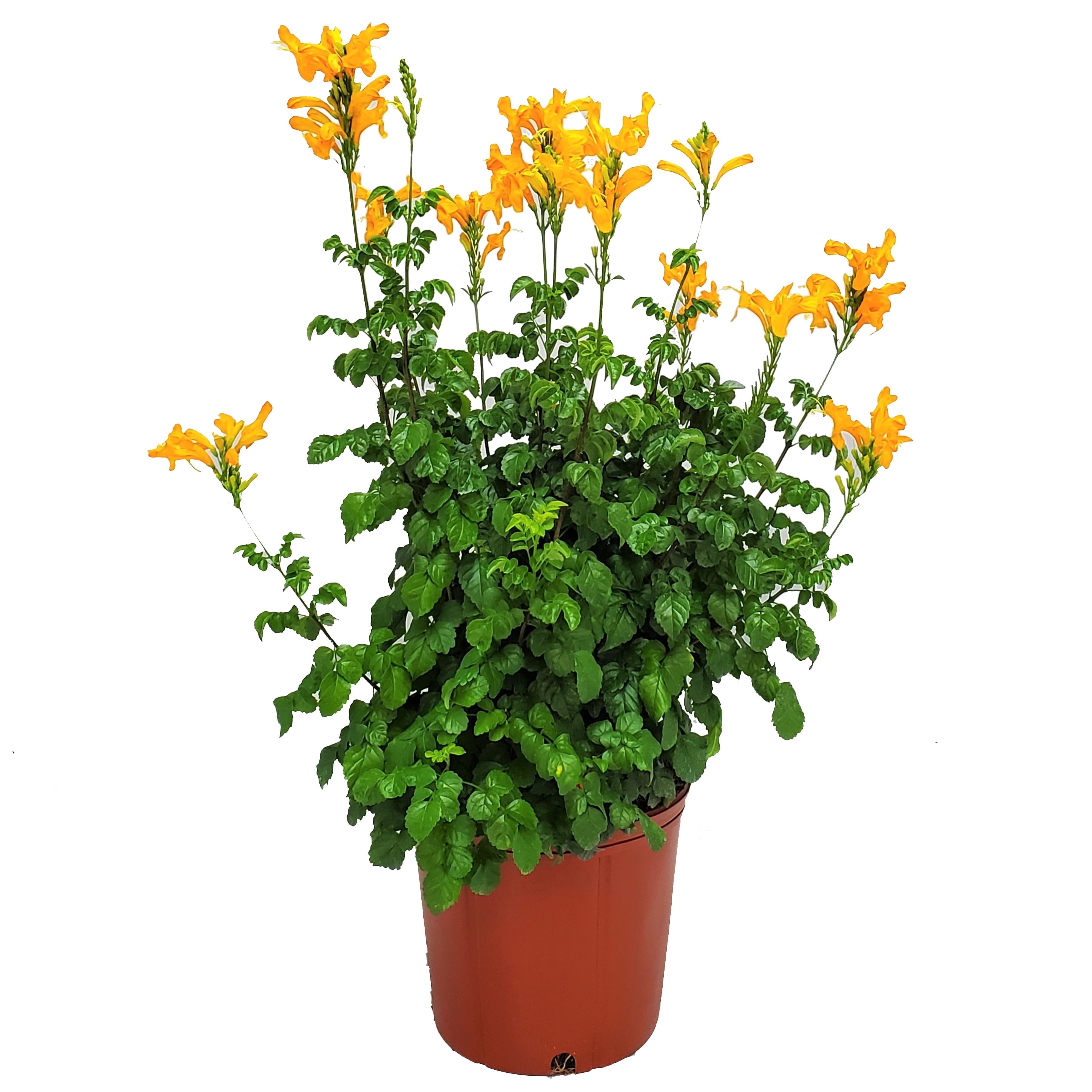 Tropical Plants of Florida 24" to 30" Cape Honeysuckle Bush; Orange Flowering Plant, Partial to Full Sunlight, Growers Pot