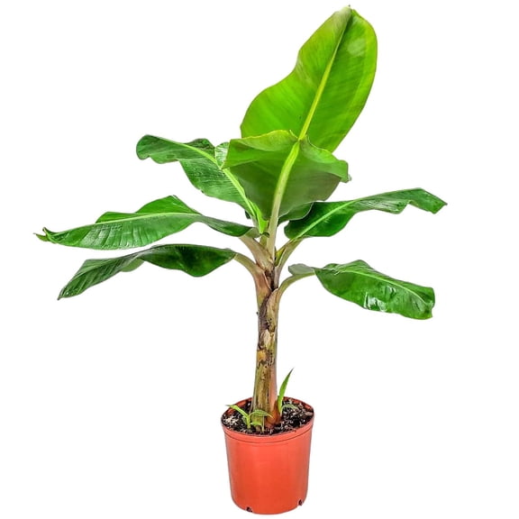 Tropical Plants of Florida 24" to 30" Cavendish Banana Plant; Great Tasting Bananas, Tree Plant