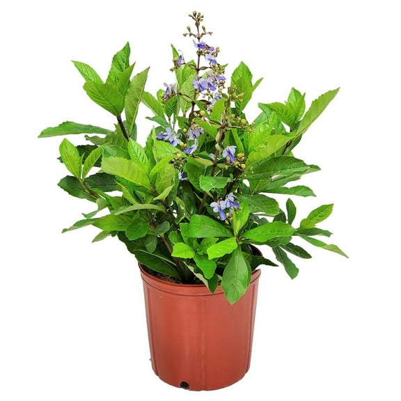Tropical Plants of Florida 24" to 30" Clerodendrum Blue Butterfly Bush; Flowering Plant, Full to Partial Sunlight