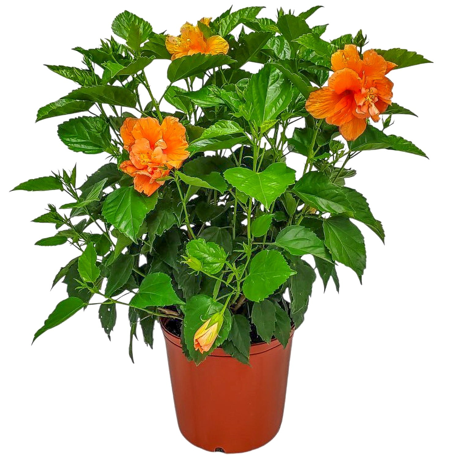 Tropical Plants of Florida 26" to 28" Double Peach Hibiscus Bush; Flowering Plant, Full Sunlight
