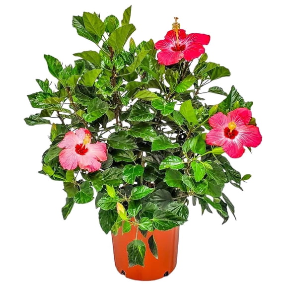 Tropical Plants of Florida 26" to 28" Pink Hibiscus Bush; Full Sunlight, Outdoor, Pet Friendly