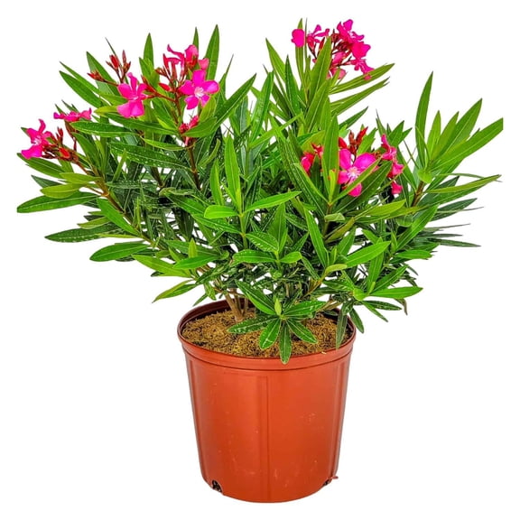 Tropical Plants of Florida 26" to 30" Calypso Pink Oleander Bush; Full Sunlight, Pink Flowers, Large Plant