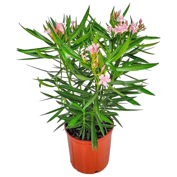 Tropical Plants of Florida 26" to 30" Petite Pink Oleander Bush; Full Sunlight, Pink Flowering Plant, Growers Planter