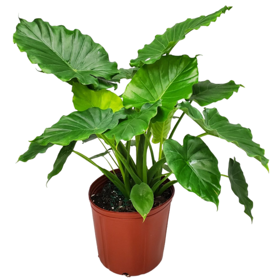 Tropical Plants of Florida 26" to 32" Alocasia California Elephant Ear Plant; Bright, Indirect Light