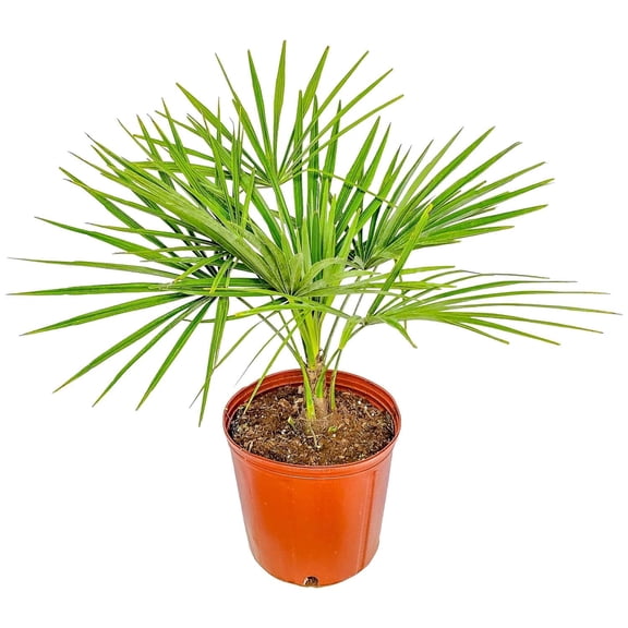 Tropical Plants of Florida 26" to 32" Windmill Palm Tree; Partial Shade to Partial Sun, Large Plant