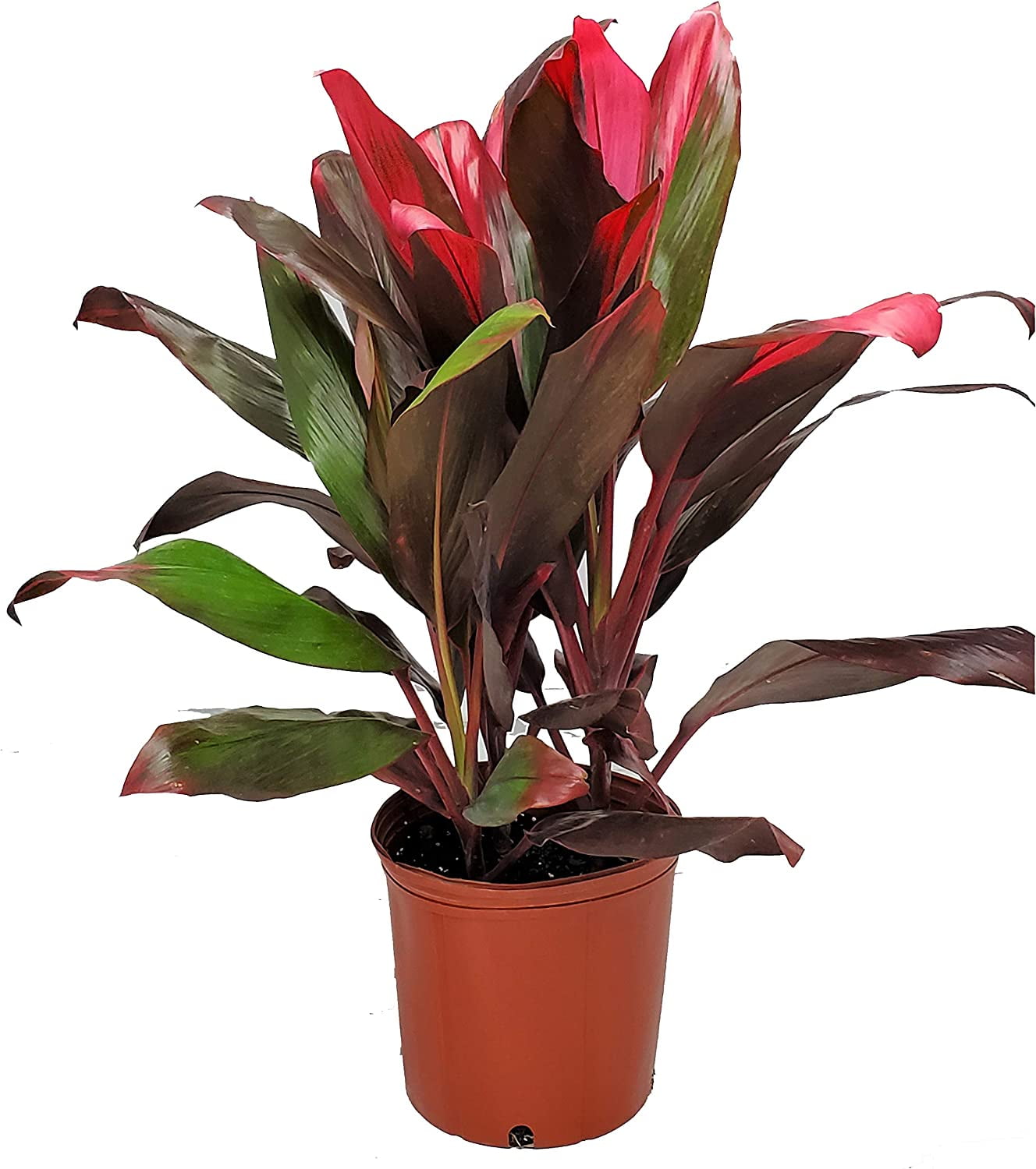 Hawaiian Ti Cordyline Red Sister Shrub in 10" Planter