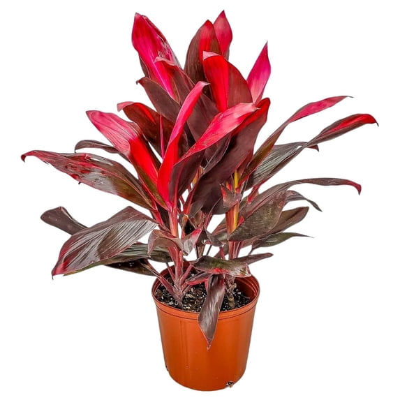 Tropical Plants of Florida 26" to 33" Hawaiian Ti Cordyline Red Sister Plant; Medium to Bright Light, Foliage Plant