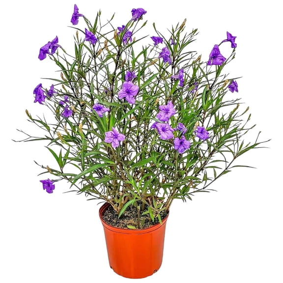 Tropical Plants of Florida 26" to 34" Purple Ruellia Plant; Flowering Bush, Full Sunlight