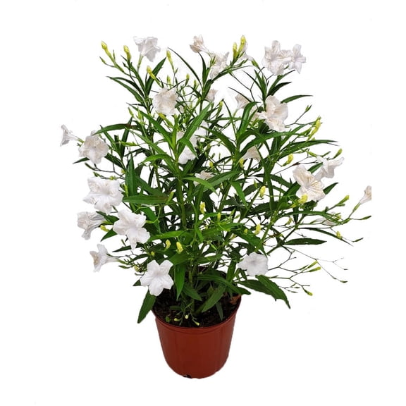 Tropical Plants of Florida 26" to 34" White Ruellia Plant; Full Sunlight, Flowering Plant, Growers Pot