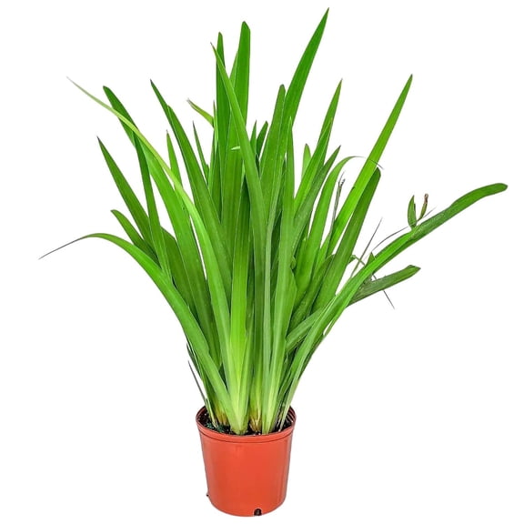 Tropical Plants of Florida 28" to 36" Iris Regina Brazilian Orchid Plant; Part Sun to Part Shade, Drought Tolerant, Growers Pot