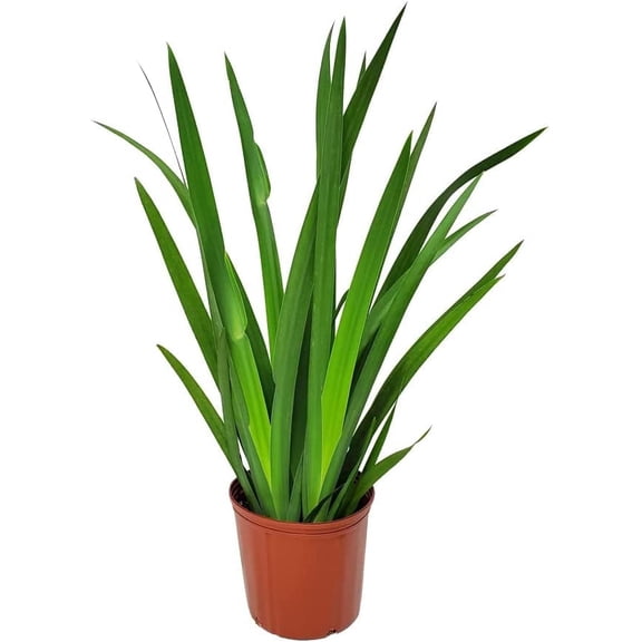 Tropical Plants of Florida 28" to 36" Iris Regina Brazilian Orchid Plant; Part Sun to Part Shade, Drought Tolerant, Growers Pot