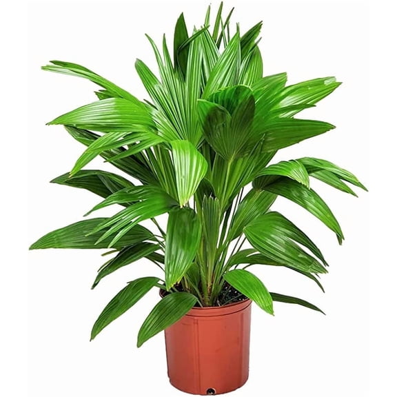 Tropical Plants of Florida 30" to 32" Chinese Fan Palm Tree Plant; Bright, Indirect Sunlight Plant in Grower Pot
