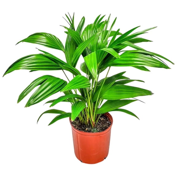 Tropical Plants of Florida 30" to 32" Chinese Fan Palm Tree Plant; Bright, Indirect Sunlight Plant in Grower Pot
