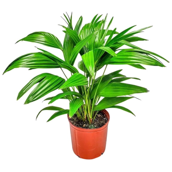Tropical Plants of Florida Chinese Fan Palm Tree, 30–32 in Tall, 3 Gallon Pot, Partial Sun