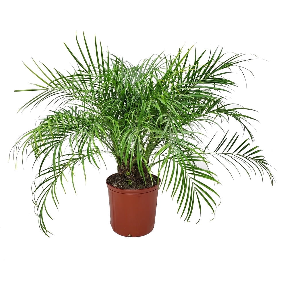 Roebellini Palm Tree in 10" Planter, 30" to 34" Tall, Green Foliage