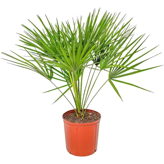 Tropical Plants of Florida 30" to 36" European Fan Palm Tree Plant; Partial Sunlight, Coldy Hardy