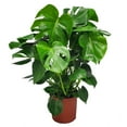 thumbnail image 1 of Tropical Plants of Florida 30" to 36" Green Monstera Deliciosa Swiss Cheese Plant, Split Leaf, 1 of 1