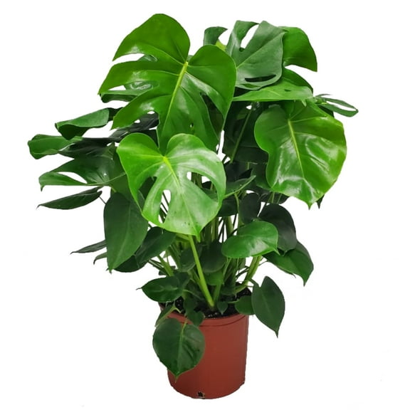 Tropical Plants of Florida 30" to 36" Green Monstera Deliciosa Swiss Cheese Plant, Split Leaf