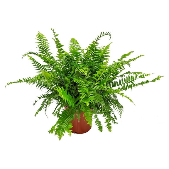 Tropical Plants of Florida 30" to 36" Macho Fern Plant; Partial Shade, Green