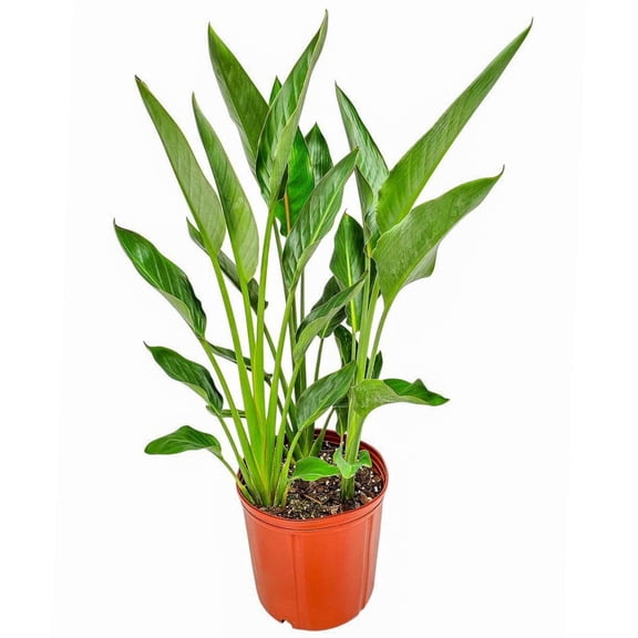 Tropical Plants of Florida 28" to 34" Orange Bird of Paradise Plant; Partial Sunlight