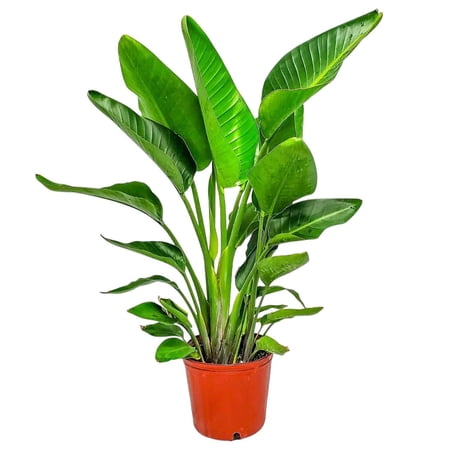 Tropical Plants of Florida 30" to 36" White Bird of Paradise Plant; Partial Sunlight, Easy Care