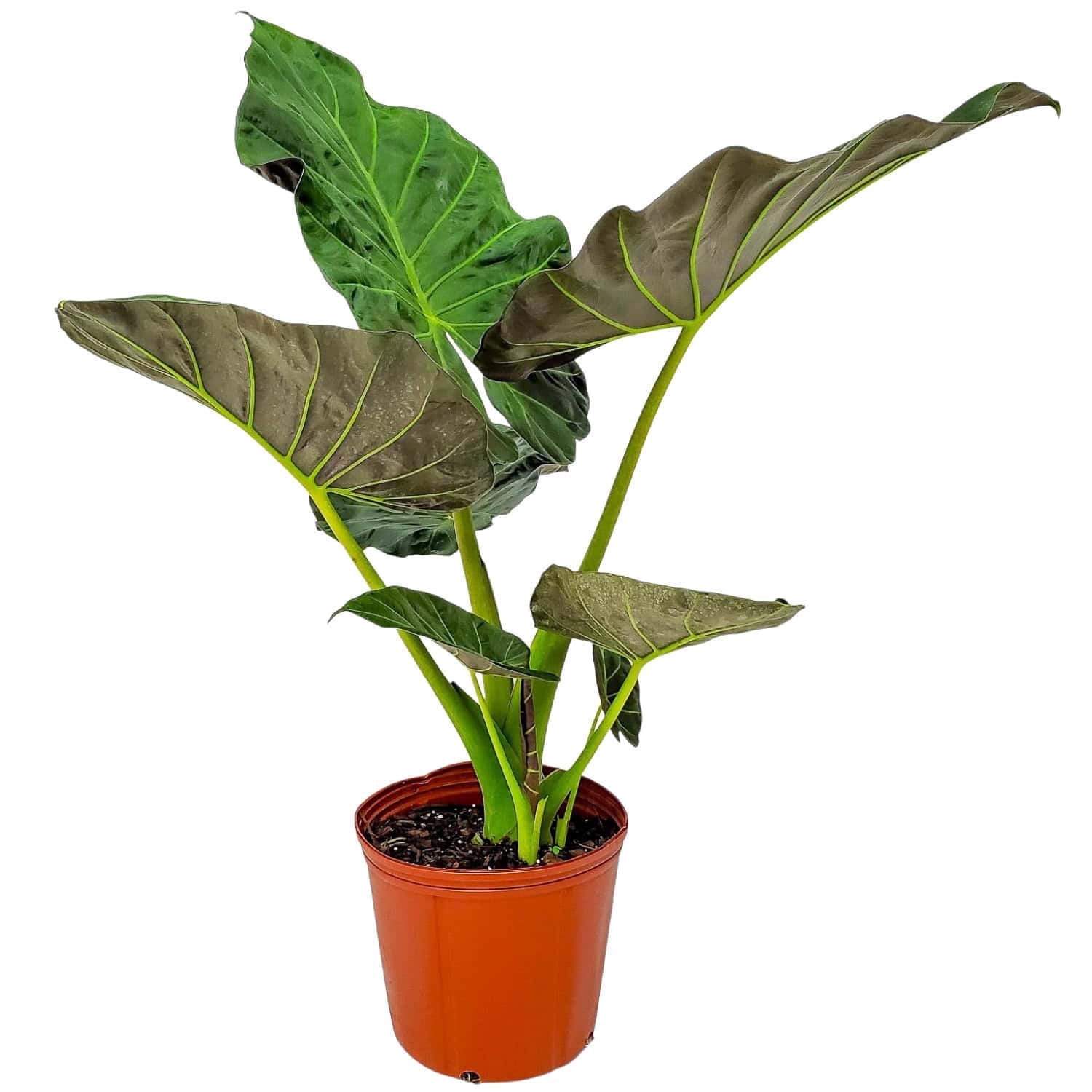 Tropical Plants of Florida 34" to 40" Alocasia Regal Shields Plant; Elephant  Ear Foliage - Walmart.com