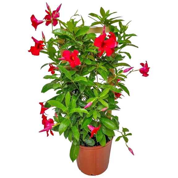 Tropical Plants of Florida 36" Giant Red Mandevilla Vine Plant on a Starter Trellis; Large Red Blooms, Partial to Full Sunlight, Growers Pot