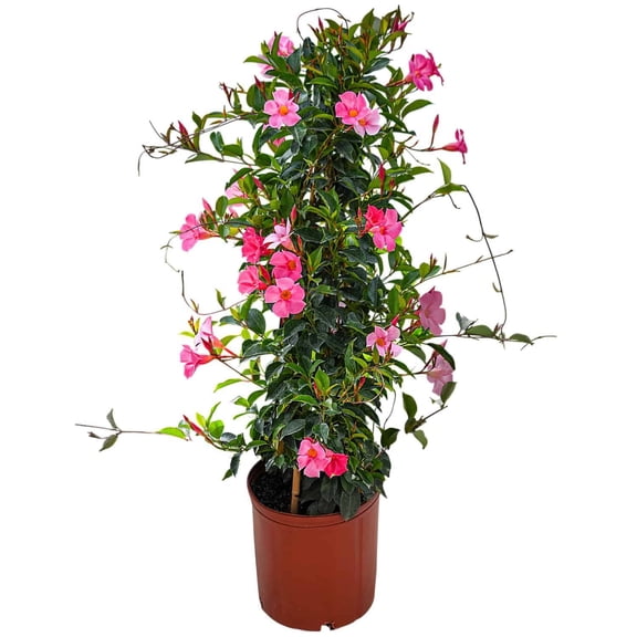Tropical Plants of Florida 36" Pink Dipladenia Live Plant in 10" Grower Pot, Blooms Pink Flowers