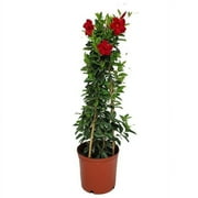 Tropical Plants of Florida 36" Red Passion Vine Flower Plant on a Starter Trellis