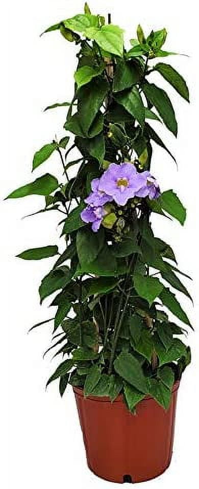 Tropical Plants of Florida 36" Sky Vine Thunbergia Plant on a Starter Trellis; Full Sun, Purple Flower Vine