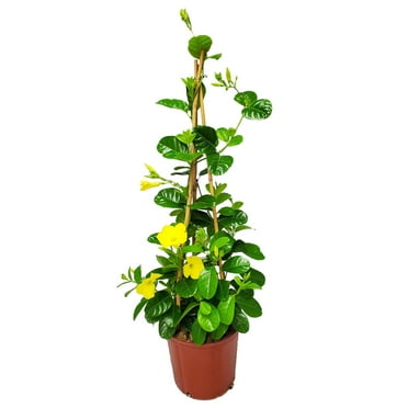 Tropical Plants of Florida 36" Yellow Mandevilla Vine Plant with Starter Trellis; Partial to Full Sunlight