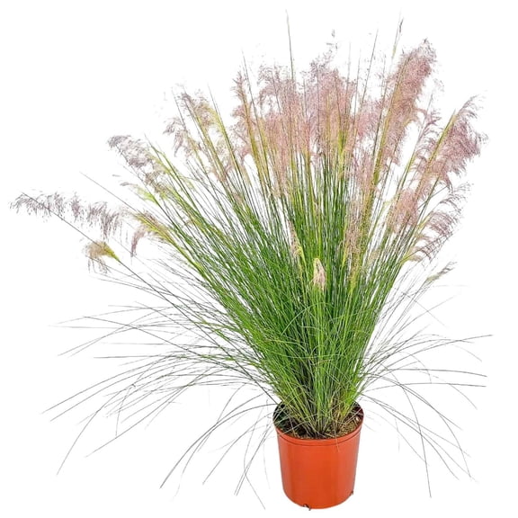 Tropical Plants of Florida 36" to 42" Red Muhly Grass Perennial Plant; Full Sunlight, Ornamental Grass
