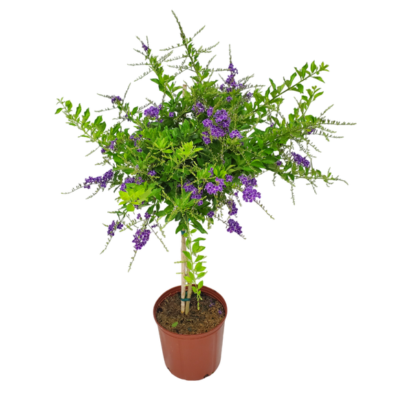 Tropical Plants of Florida 36" to 42" Sapphire Showers Duranta Tree; Full Sunlight, Nursery Pot