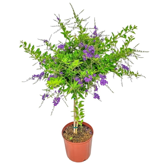 Tropical Plants of Florida 36" to 42" Sapphire Showers Duranta Tree; Full Sunlight, Nursery Pot