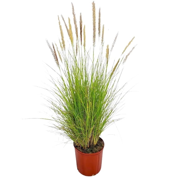 Tropical Plants of Florida 36" to 42" White Ornamental Fountain Grass; Full Sunlight, White Flowers