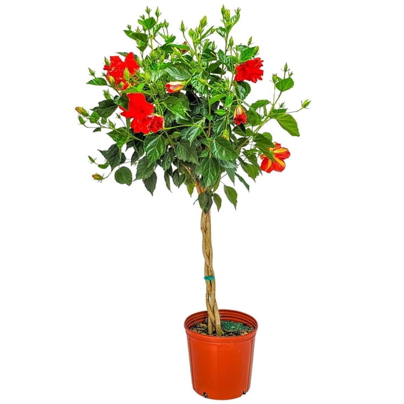Tropical Plants of Florida 38" to 44" Braided Double Red Hibiscus Tree, 10 in Grower Pot, 1 Count