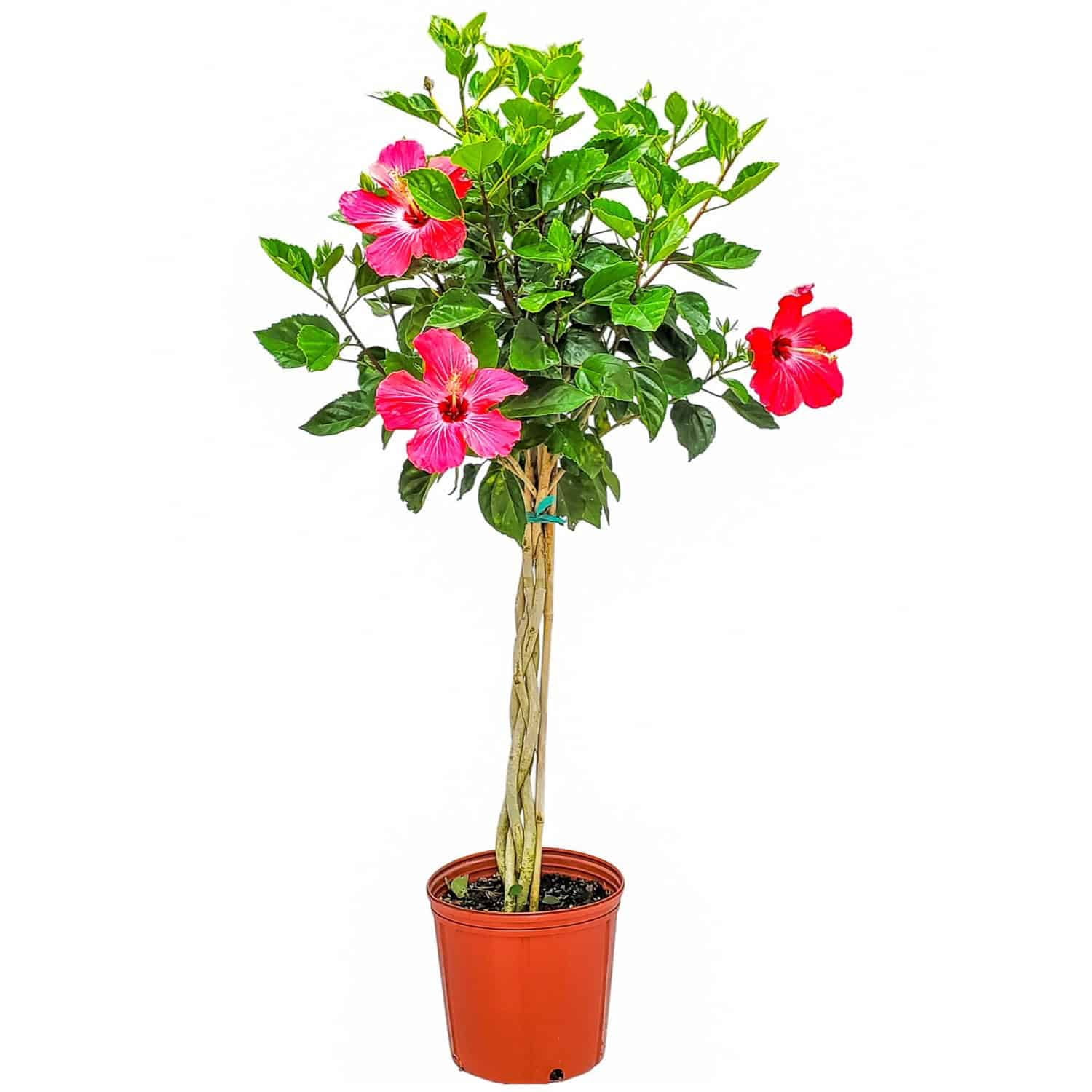 Tropical Plants of Florida 38" to 44" Braided Pink Hibiscus Tree; Pink Flowers, Full Sunlight, Outdoor Plant