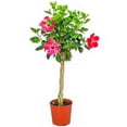 thumbnail image 1 of Tropical Plants of Florida 38" to 44" Braided Pink Hibiscus Tree; Pink Flowers, Full Sunlight, Outdoor Plant, 1 of 5