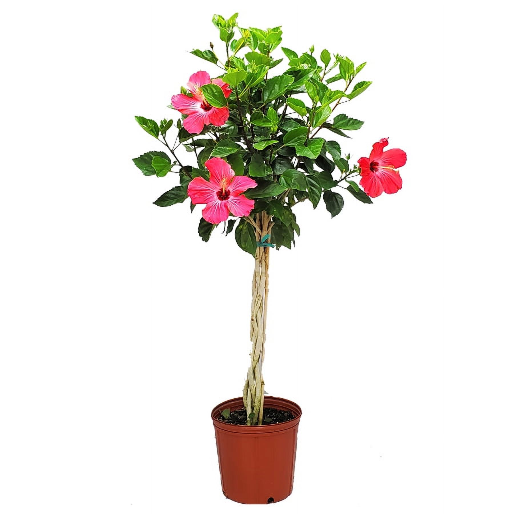 Tropical Plants of Florida 38" to 44" Braided Pink Hibiscus Tree; Pink
