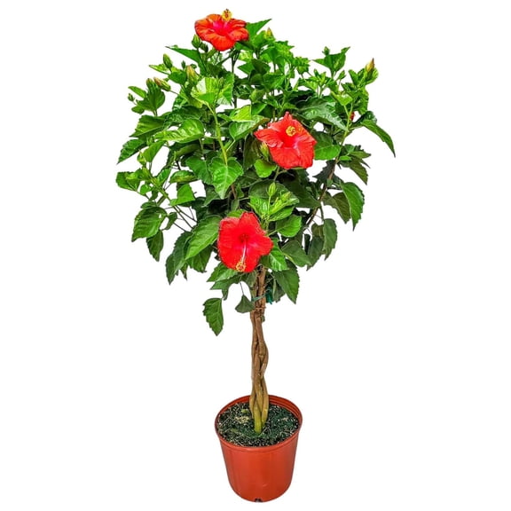 Tropical Plants of Florida 38" to 44" Braided Red Hibiscus Tree; Full Sunlight, Flowering Tree, Grower's Planter