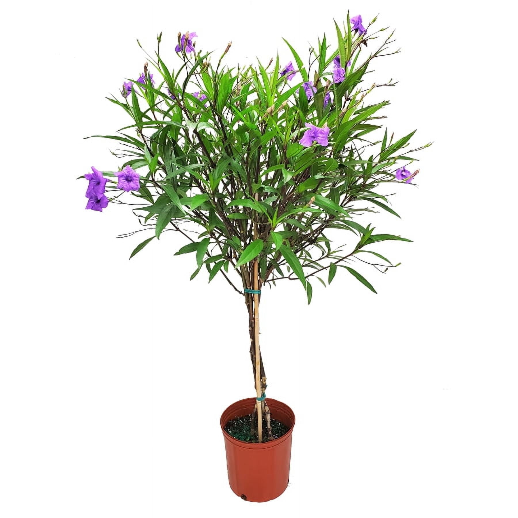 Tropical Plants of Florida 38" to 44" Braided Ruellia Tree; Purple Flowers, Full Sunlight, Drought Resistant