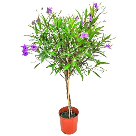 Tropical Plants of Florida 38" to 44" Braided Ruellia Tree; Purple Flowers, Full Sunlight, Drought Resistant