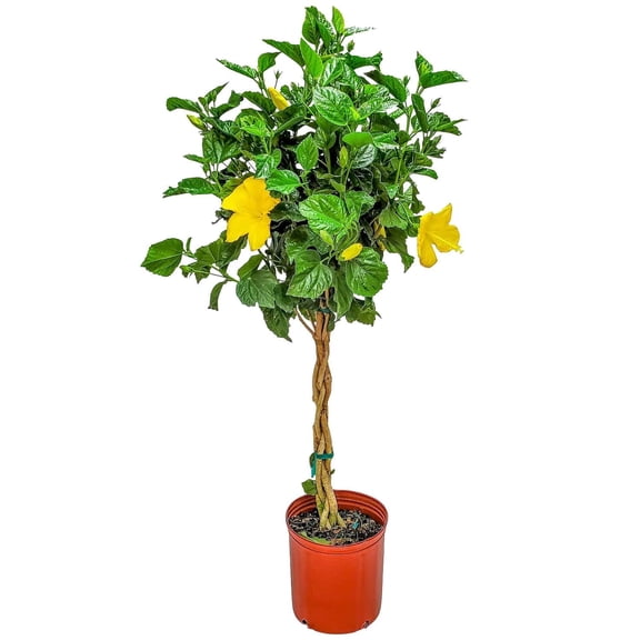 Tropical Plants of Florida 38" to 44" Braided Yellow Hibiscus Tree; Full Sunlight, Growers Pot